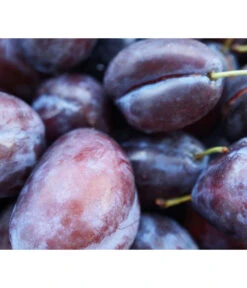 Säulenzwetschge 'Geisenheimer Top' 5 Säulenzwetschge 'Geisenheimer Top' -Dehner 7647878 WE MO 001 ZwetschgeGeisenheimerTopSaeulePixabay