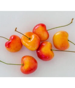 Kirschen-Duo 'Regina/Napoleon' -Dehner 7657570 WE MO 001 SuesskirscheGrossePrinzessinPixabay