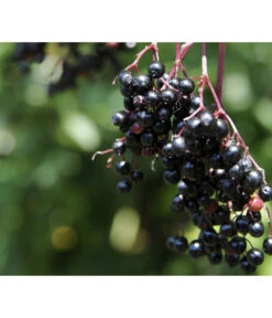 Holunder 'Black Tower' 7 Holunder 'Black Tower' -Dehner 7662810 PR MO 002 HolunderBlackTower