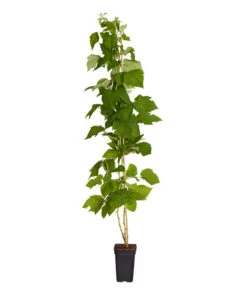 Neue Produkte -Dehner 7666662 PR FS 002 Himbeere HomeCaneDehnerExpressZS