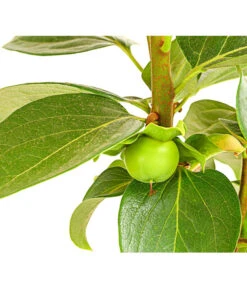 Dehner Kaki 'Rojo Brillante' - Kaki-Pflaume 'Rojo Brillante' 12 Dehner Kaki 'Rojo Brillante' - Kaki-Pflaume 'Rojo Brillante' -Dehner 7693377 PR DE 001 KakiRojoBrillanteBUDehnerExpressHerzig