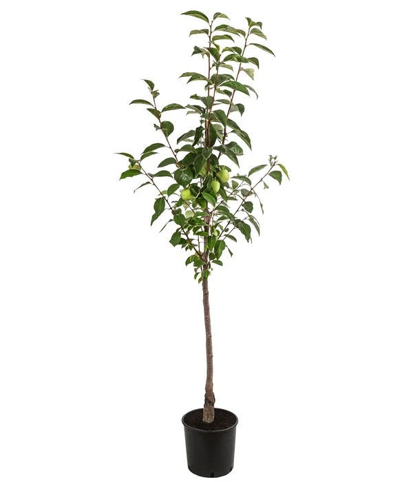 Kaki 'Ragno' 4 Kaki 'Ragno' – Bild 2