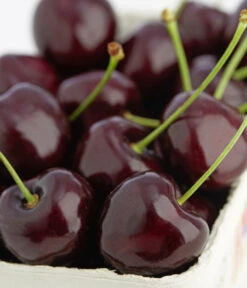 Süßkirschen-Duo 'Kordia/Burlat' 8 Süßkirschen-Duo 'Kordia/Burlat' -Dehner 7703143 PR DE 001 KirscheKordiaDehnerExpressZS