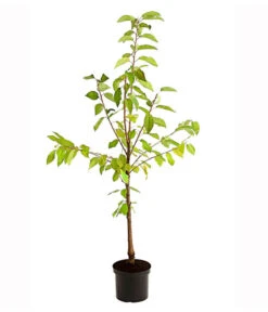 Süßkirschen-Duo 'Kordia/Burlat' 9 Süßkirschen-Duo 'Kordia/Burlat' -Dehner 7703234 PR FS 001 KirschenDuoKordiaBurlat95LiterDehnerExpressHerzig