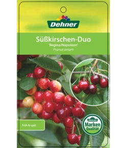 Kirschen-Duo 'Regina/Napoleon' -Dehner 7738792 Suesskirschen DuoReginaNapoleon Etikett 1