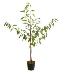 Kirschen-Duo 'Regina/Napoleon' -Dehner 7738792 WE FS 001 PrunusKirscheDuoReginaNapoleon