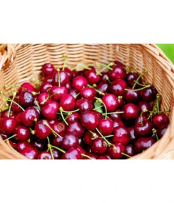 Kirschen-Duo 'Regina/Napoleon' -Dehner 7738792 WE MO 001 KirschenDuoReginaNapoleon Pixabay