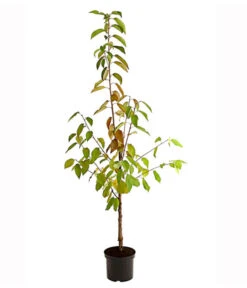 Kirschen-Duo 'Regina/Merchant' 5 Kirschen-Duo 'Regina/Merchant' -Dehner 7738800 PR FS 001 KirschenDuoReginaMerchant95LiterDehnerExpressHerzig