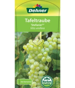 Tafeltraube 'Stefanie' 8 Tafeltraube 'Stefanie' -Dehner 7773278 TafeltraubeStefanie Etikett 1