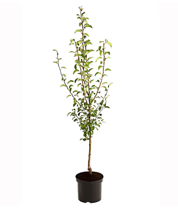 Birnen-Duo 'Williams Christ/Vereinsdechant' 4 Birnen-Duo 'Williams Christ/Vereinsdechant' – Bild 2