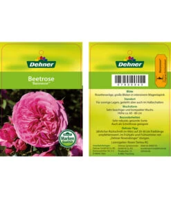 Edelrosen-Mix 'Nostalgie®' 30 Edelrosen-Mix 'Nostalgie®' -Dehner 7800063 BaronesseBeetrose Etikett1