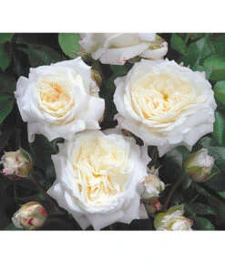 Edelrosen-Mix 'Nostalgie®' 20 Edelrosen-Mix 'Nostalgie®' -Dehner 7800063 BildD 001 EdelrosenNostalgieMixNostalgieRosenTantauRet