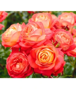 Edelrosen-Mix 'Nostalgie®' 21 Edelrosen-Mix 'Nostalgie®' -Dehner 7800063 BildD 005 EdelrosenNostalgieMixNostalgieRosenTantauRet