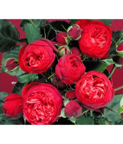 Edelrosen-Mix 'Nostalgie®' 22 Edelrosen-Mix 'Nostalgie®' -Dehner 7800063 BildD 007 EdelrosenNostalgieMixNostalgieRosenTantauRet