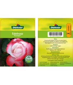 Edelrosen-Mix 'Nostalgie®' 33 Edelrosen-Mix 'Nostalgie®' -Dehner 7800063 NostalgieEdelrose Etikett1
