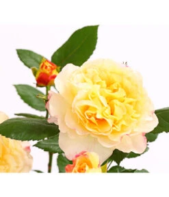 Edelrosen-Mix 'Nostalgie®' 25 Edelrosen-Mix 'Nostalgie®' -Dehner 7800063 PR DE 001 NostalgieRosen6LiterEdelroseAquarellDehnerExpressHerzig