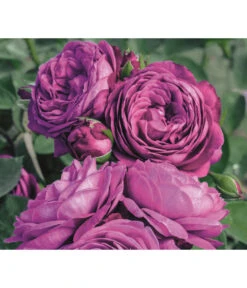 Edelrosen-Mix 'Nostalgie®' 23 Edelrosen-Mix 'Nostalgie®' -Dehner 7800063 PR MO 001 RoseHeidiKlumRosenTantauRet