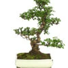 Bonsai Fukientee - Carmona Microphylla, 12-15 Jahre -Dehner 7976996 WE FS 001 BonsaiFukienteeCarmonaMicrophyllaBis15JahreDehnerExpressHerzig3