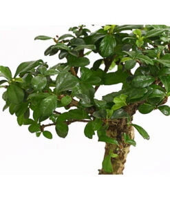 Bonsai Fukientee - Carmona Microphylla, Kugelförmig, 6 Jahre -Dehner 7977036 WE DE 001 BonsaiFukienteeCarmonaMicrophylla6JahreKugelformDehnerExpressHerzig