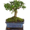 Bonsai Fukientee - Carmona Microphylla, Kugelförmig, 6 Jahre -Dehner 7977036 WE FS 001 BonsaiFukienteeCarmonaMicrophylla6JahreKugelformDehnerExpressHerzig