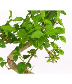 Bonsai Chinesischer Liguster - Ligustrum Sinensis, Anfänger-Set -Dehner 7977069 WE DE 001 GeschenksetBonsaiChinesischerLigusterLigustrumSinensis6JahreDehnerExpressHerzig