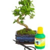 Bonsai Chinesischer Liguster - Ligustrum Sinensis, Anfänger-Set 2 Bonsai Chinesischer Liguster - Ligustrum Sinensis, Anfänger-Set -Dehner 7977069 WE FS 001 GeschenksetBonsaiChinesischerLigusterLigustrumSinensis6JahreDehnerExpressHerzig