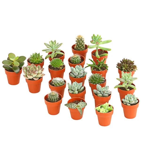 Mini Kakteen- & Sukkulenten-Set, Verschiedene Sorten, 20-teilig 3 Mini Kakteen- & Sukkulenten-Set, Verschiedene Sorten, 20-teilig
