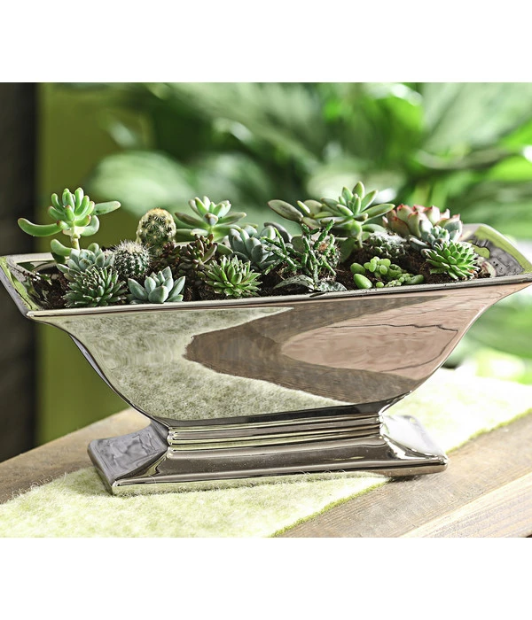 Mini Kakteen- & Sukkulenten-Set, Verschiedene Sorten, 20-teilig 4 Mini Kakteen- & Sukkulenten-Set, Verschiedene Sorten, 20-teilig – Bild 2