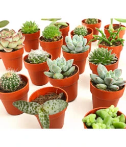 Mini Kakteen- & Sukkulenten-Set, Verschiedene Sorten, 20-teilig 7 Mini Kakteen- & Sukkulenten-Set, Verschiedene Sorten, 20-teilig -Dehner 7977358 we DE 001 MiniKakteenUndSukkulenten20erMixDehnerExpressHerzig