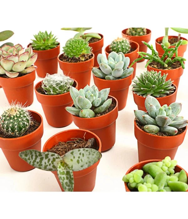 Mini Kakteen- & Sukkulenten-Set, Verschiedene Sorten, 20-teilig 5 Mini Kakteen- & Sukkulenten-Set, Verschiedene Sorten, 20-teilig – Bild 3