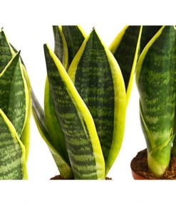 Bogenhanf - Sansevieria Trifasciata, 3er-Set 7 Bogenhanf - Sansevieria Trifasciata, 3er-Set -Dehner 7977713 PR DE 001 SansevieriaTrifasciataBogenhanf3erSetT9StreckeDehnerExpressHerzig