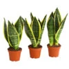 Bogenhanf - Sansevieria Trifasciata, 3er-Set 1 Bogenhanf - Sansevieria Trifasciata, 3er-Set -Dehner 7977713 PR FS 001 SansevieriaTrifasciataBogenhanf3erMixT9StreckeDehnerExpressHerzig
