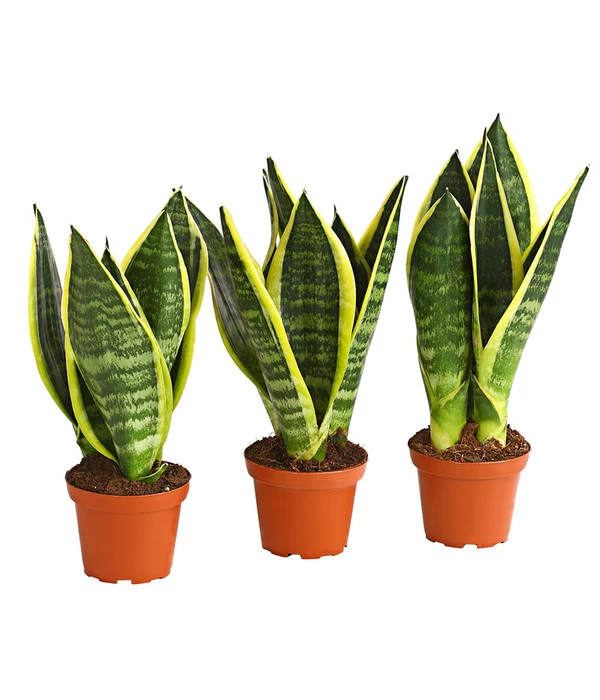Bogenhanf - Sansevieria Trifasciata, 3er-Set 3 Bogenhanf - Sansevieria Trifasciata, 3er-Set