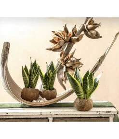 Bogenhanf - Sansevieria Trifasciata, 3er-Set 6 Bogenhanf - Sansevieria Trifasciata, 3er-Set -Dehner 7977713 PR MO 001 SansevieriaTrifasciataBogenhanf3erMixT9StreckeDehnerExpressHerzig