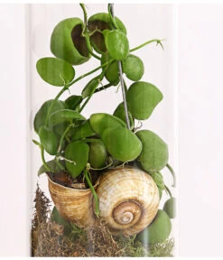 Schneckenhauspflanze Im Glas - Dischidia Pectinoides 'Snaily' 7 Schneckenhauspflanze Im Glas - Dischidia Pectinoides 'Snaily' -Dehner 7977796 PR DE 001 SnailyDischidiaPectenoidesSchneckenhauspflanzeImAcrylglasDehnerExpressHerzig