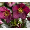 Schneerose 'Ice N' Roses® Red' - Helleborus Gold Collection® 2 Schneerose 'Ice N' Roses® Red' - Helleborus Gold Collection® -Dehner 8010969 PR DE 001 SchneeroseHelleborusRedRechteHeuger