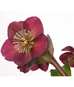 Schneerose 'Ice N' Roses® Red' - Helleborus Gold Collection® -Dehner 8010969 WE DE 001 HelleborusWeinrotDehnerExpressHerzig