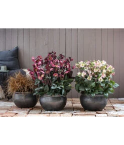 Schneerose 'Ice N' Roses® Red' - Helleborus Gold Collection® -Dehner 8028011 8010969 8044331 WE MO 001 HelleborusLenzroseChristroseBL17