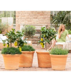 Spang Terrakotta-Topf Toscana, Rund -Dehner 8037780 7120942 8092108 3697612 WE MO 001 SpaetsommerTerrasseCitrusOliveLavandulaFestuca