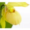 Freiland-Frauenschuh 2 Freiland-Frauenschuh -Dehner 8050015 PR DE 001 FrauenschuhGelbeSortenCypripediumGelbT12DehnerExpressZS