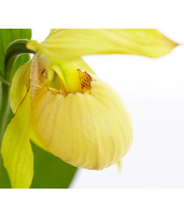 Freiland-Frauenschuh 3 Freiland-Frauenschuh