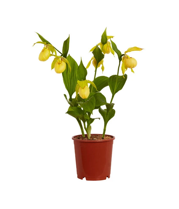 Freiland-Frauenschuh 4 Freiland-Frauenschuh – Bild 2