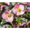 Schneerose 'Ice 'n' Roses® Early Rose' - Helleborus Gold Collection® -Dehner 8096093 WE MO 002 SchneeroseHelleborusEarlyRose
