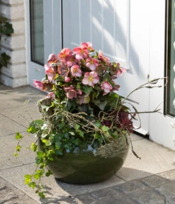 Schneerose 'Ice 'n' Roses® Early Rose' - Helleborus Gold Collection® -Dehner 8096093 WE MO 003 SchneeroseHelleborusEarlyRose