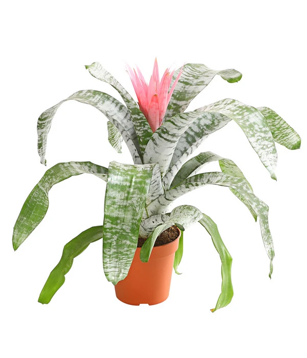 Lanzenrosette - Aechmea Fasciata 3 Lanzenrosette - Aechmea Fasciata