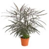 Fingeraralie - Schefflera Elegantissima 1 Fingeraralie - Schefflera Elegantissima -Dehner 8203150 WE FS 001 ScheffleraElegantissimaT13
