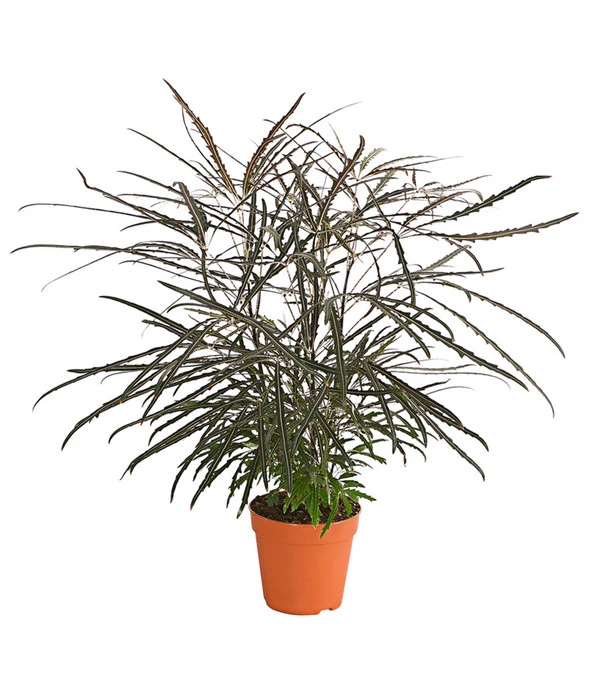 Fingeraralie - Schefflera Elegantissima 3 Fingeraralie - Schefflera Elegantissima