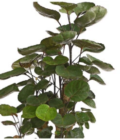 Glänzende Fiederaralie - Polyscias Scutellaria 'Fabian' 5 Glänzende Fiederaralie - Polyscias Scutellaria 'Fabian' -Dehner 8203317 PR DE 001 PolysciasFabianT19DehnerExpressHerzig