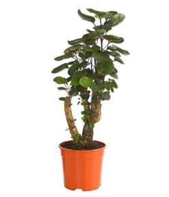 Glänzende Fiederaralie - Polyscias Scutellaria 'Fabian'