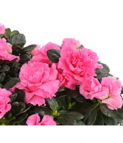 Zimmerazalee - Rhododendron Simsii, Stämmchen 18 Zimmerazalee - Rhododendron Simsii, Stämmchen -Dehner 8205171 WE DE 001 AzaleeAzaleaStammT13DehnerExpressHerzig